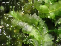 Attēlu rezultāti vaicājumam “Lophocolea heterophylla”