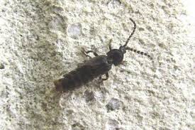 Attēlu rezultāti vaicājumam “Phosphaenus hemipterus”