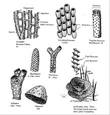 Attēlu rezultāti vaicājumam “Bryozoa”