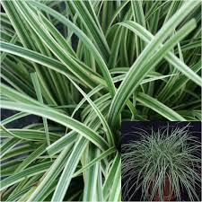 Attēlu rezultāti vaicājumam “Carex ornithopoda”