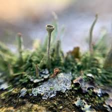 Attēlu rezultāti vaicājumam “Cladonia deformis”