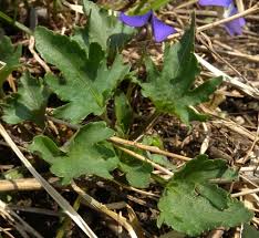 Attēlu rezultāti vaicājumam “Viola epipsila leaf”