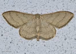 Attēlu rezultāti vaicājumam “Idaea straminata”