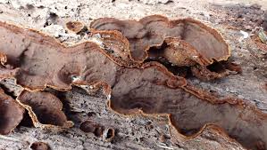 Attēlu rezultāti vaicājumam “Hymenochaete rubiginosa”