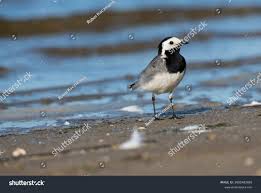 Attēlu rezultāti vaicājumam “Motacilla alba”