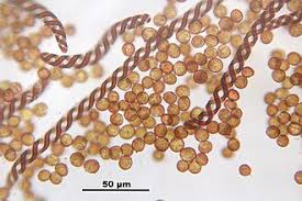 Attēlu rezultāti vaicājumam “Nowellia curvifolia”