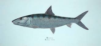 Image result for Albula vulpes