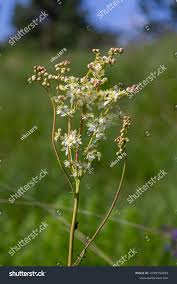 Image result for Filipendula vulgaris