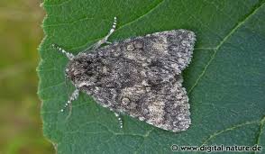 Attēlu rezultāti vaicājumam “Acronicta megacephala”