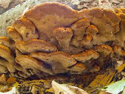 Attēlu rezultāti vaicājumam “Triplax russica”