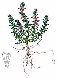 Attēlu rezultāti vaicājumam “Glaux maritima leaf”