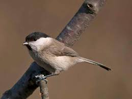 Attēlu rezultāti vaicājumam “Poecile palustris adult”