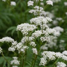 Attēlu rezultāti vaicājumam “Valeriana officinalis flower”