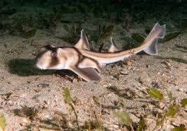 Image result for Heterodontus portusjacksoni