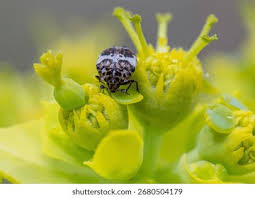 Attēlu rezultāti vaicājumam “Anthrenus sp.”