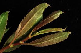 Attēlu rezultāti vaicājumam “Salix triandra leaf”