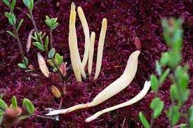 Attēlu rezultāti vaicājumam “Clavaria sphagnicola”