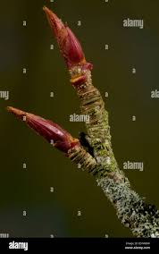 Attēlu rezultāti vaicājumam “Sorbus aucuparia bud”