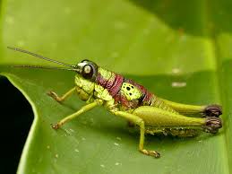 Attēlu rezultāti vaicājumam “Acrididae”