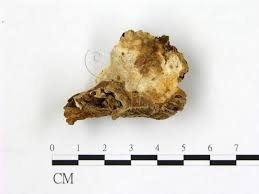 Attēlu rezultāti vaicājumam “Heterobasidion parviporum”