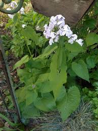 Attēlu rezultāti vaicājumam “Lunaria rediviva flower”