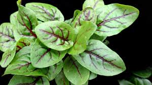 Image result for Sauerampfer