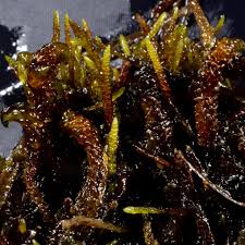 Attēlu rezultāti vaicājumam “Drepanocladus trifarius”