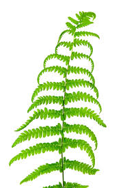 Attēlu rezultāti vaicājumam “Thelypteris palustris”