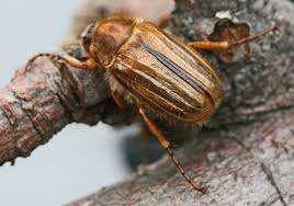 Attēlu rezultāti vaicājumam “Amphimallon solstitiale imago”