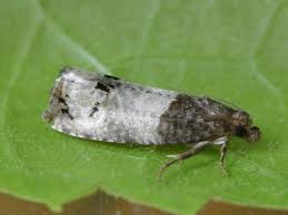 Attēlu rezultāti vaicājumam “Notocelia roborana”