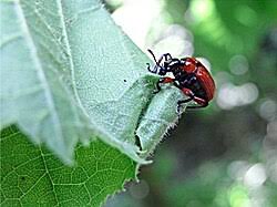 Attēlu rezultāti vaicājumam “Apoderus coryli”