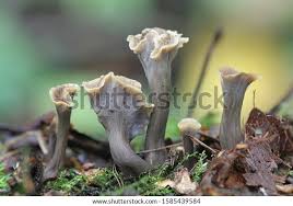 Attēlu rezultāti vaicājumam “Pseudocraterellus”