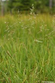 Attēlu rezultāti vaicājumam “Poa humilis”