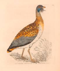 Image result for Otis tarda