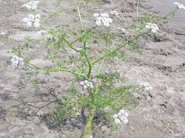 Attēlu rezultāti vaicājumam “Oenanthe aquatica flower”