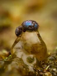 Attēlu rezultāti vaicājumam “Colloderma oculatum macro”