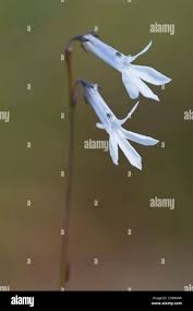 Attēlu rezultāti vaicājumam “Lobelia dortmanna flower”
