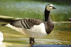 Attēlu rezultāti vaicājumam “Branta leucopsis adult”