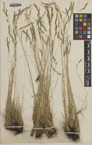 Attēlu rezultāti vaicājumam “Festuca psammophila”