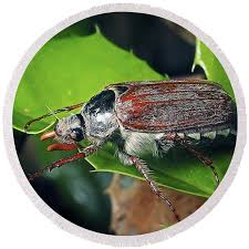 Attēlu rezultāti vaicājumam “Melolontha melolontha”