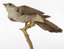 Attēlu rezultāti vaicājumam “Cuculus canorus”