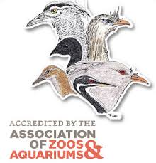 Attēlu rezultāti vaicājumam “Gruiformes”