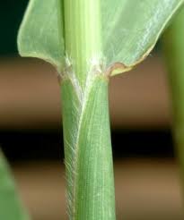 Attēlu rezultāti vaicājumam “Setaria viridis leaf”