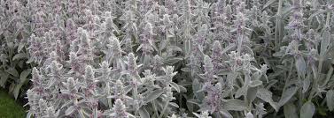 Attēlu rezultāti vaicājumam “Stachys”