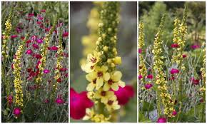Attēlu rezultāti vaicājumam “Verbascum nigrum flower”