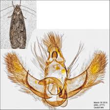 Attēlu rezultāti vaicājumam “Semioscopis avellanella imago”