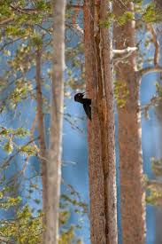 Attēlu rezultāti vaicājumam “Dryocopus martius”