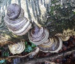 Attēlu rezultāti vaicājumam “Fomes fomentarius”