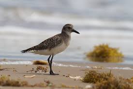 Attēlu rezultāti vaicājumam “Pluvialis squatarola”