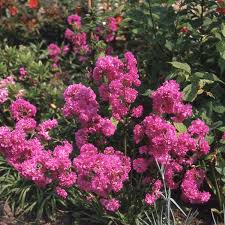 Image result for Pechnelke